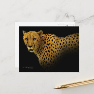 Carte Postale Magnifique Cheetah Big Wild Cat