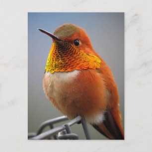 Carte Postale Magnifique colibri orange