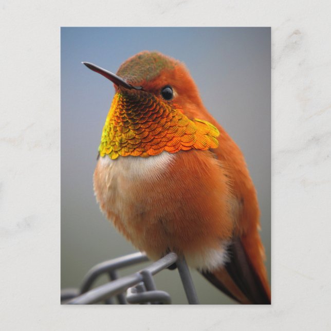 Carte Postale Magnifique colibri orange (Devant)
