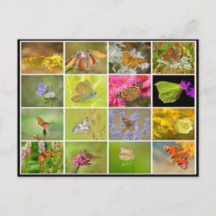 Carte Postale Magnifique collage de papillon paon coloré