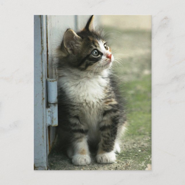 Carte Postale Magnifique conception de chaton tabby - tellement  (Devant)