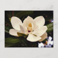 Magnifique Fleur d'Arbre Magnolia Blanc en Gros Pl