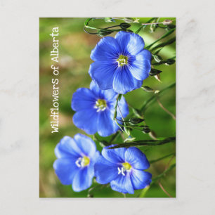 Carte Postale Magnifique Fleurs sauvages Bleus Pop contre l'herb