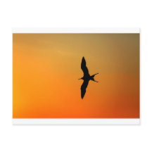 Magnifique frégate oiseau volant coucher de soleil
