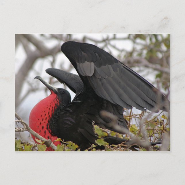 Carte Postale Magnifique Frigate Bird (Devant)