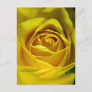 Carte Postale Magnifique image macro rose jaune