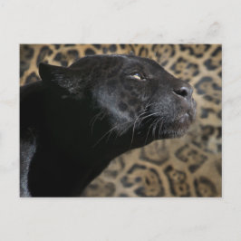 Carte Postale Magnifique léopard de panthère noire
