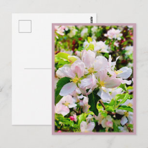 Carte Postale Magnifique Malus asiatica Photo
