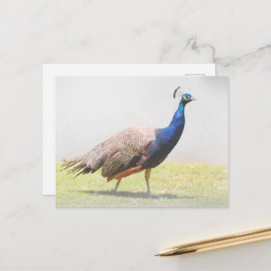 Carte Postale Magnifique oiseau paon marchant