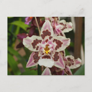 Carte Postale Magnifique Orchid Phalaenopsis multicolore