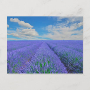 Carte Postale Magnifique paysage de champs de lavande