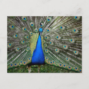 Carte Postale Magnifique profil de paon