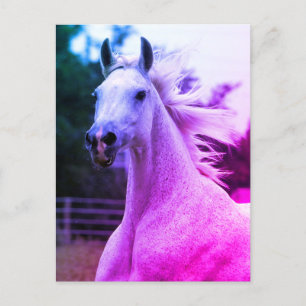 Carte Postale Magnifique Rainbow Coloured Arabian Horse Mare Car