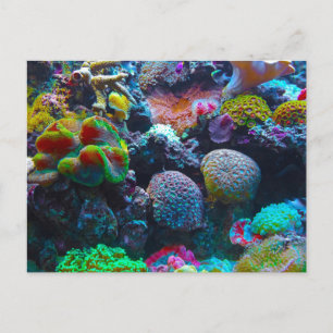 Carte Postale Magnifique récif de corail