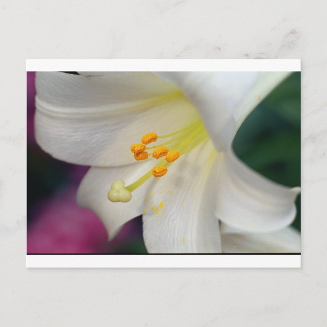 Carte Postale Magnifique Tandis Que Lily (Devant)