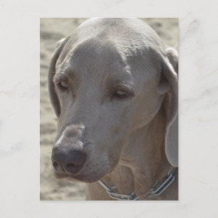 Carte Postale Magnifique Weimaraner