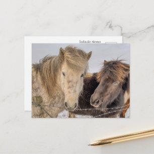 Carte Postale Magnifiques chevaux islandais en hiver