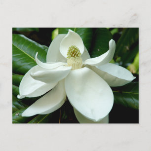 Carte postale Magnolia