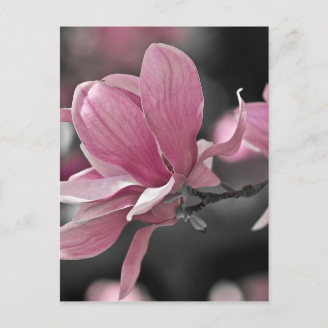 Carte Postale Magnolia à assiette japonaise rose (Devant)