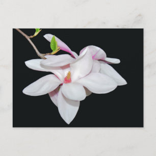 Carte Postale Magnolia blanche