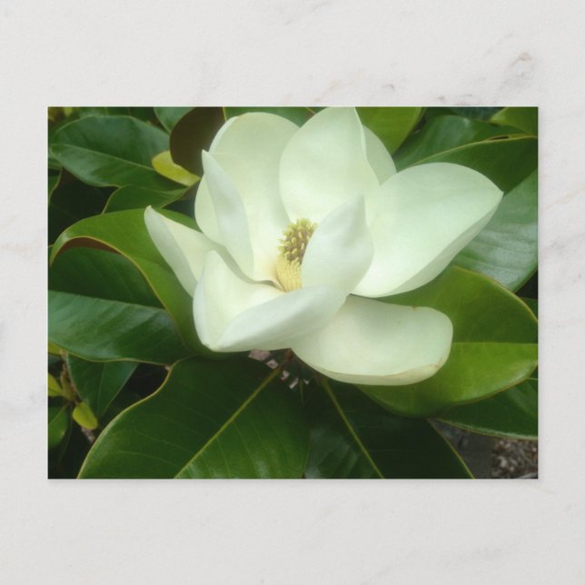 Carte Postale Magnolia Bloom Savannah Georgie (Devant)