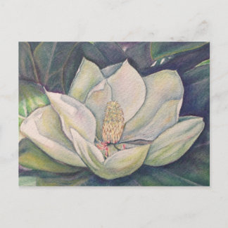 Carte Postale Magnolia en acier