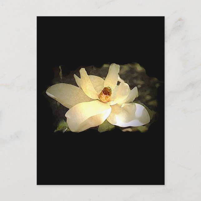 Carte Postale Magnolia florissante (Devant)