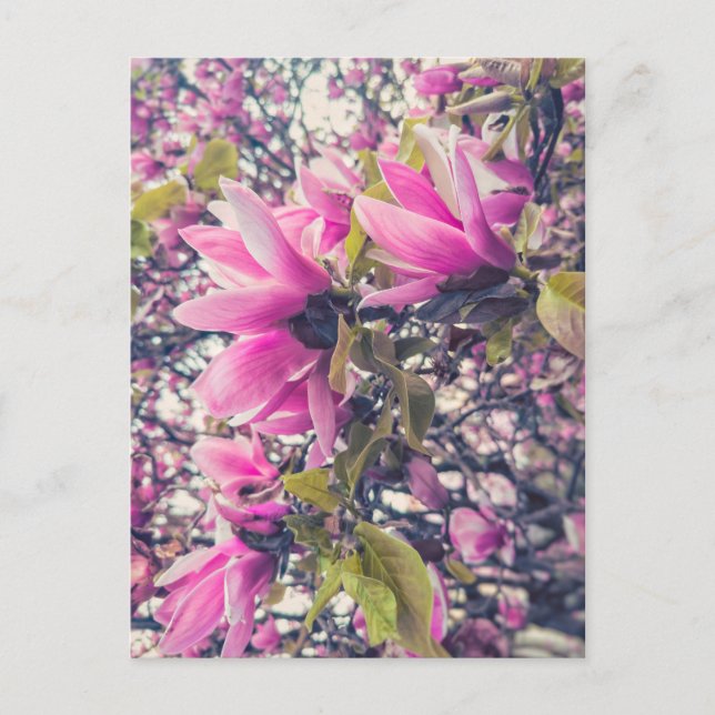Carte Postale Magnolia rose (Devant)