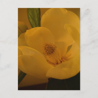 Carte postale "Magnolia Sateen"