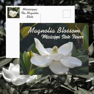 Carte Postale Magnolia State Mississippi Floral Photographie