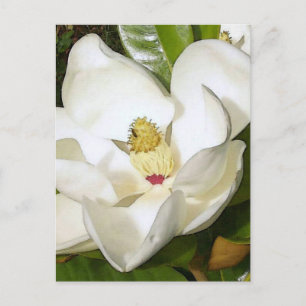 Carte Postale Magnolia White
