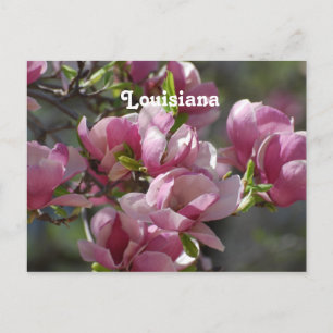 Carte Postale Magnolias