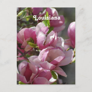 Carte Postale Magnolias