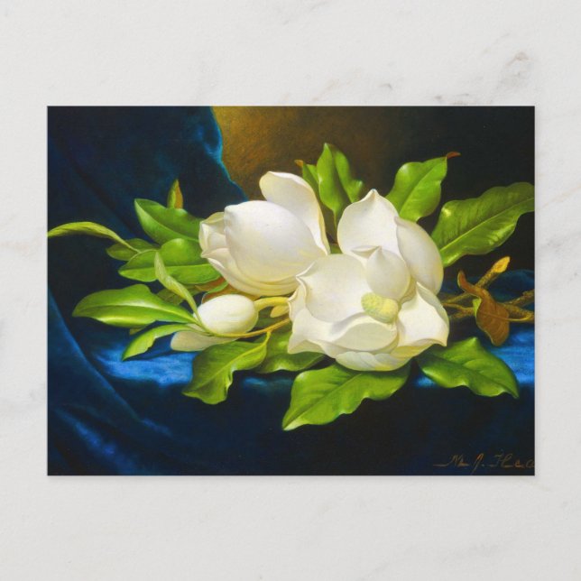 Carte Postale Magnolias géant sur toile de velours bleu (Devant)