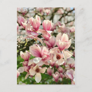 Carte Postale Magnolie Magnolienblüte rosa