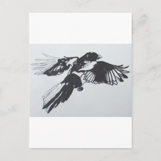 Carte Postale Magpie (Devant)