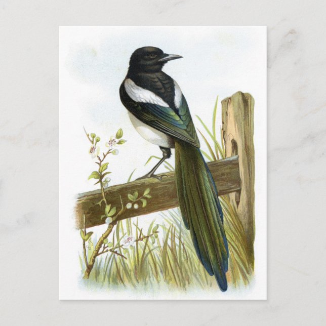 Carte Postale Magpie (Devant)