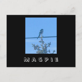 Carte postale Magpie Nature