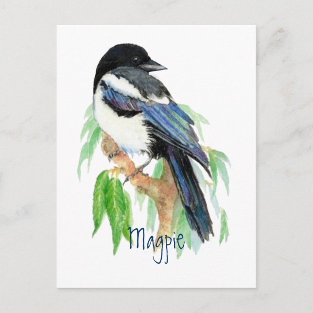 Carte Postale Magpie, Oiseau, Jardin, Nature, Faune (Devant)