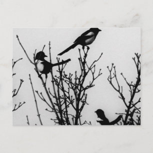 Carte Postale Magpies en Hollande