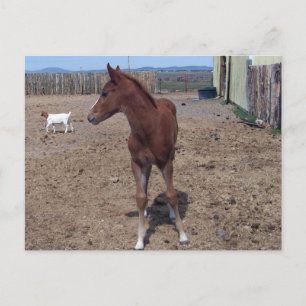 Carte Postale Mai 2008 Foal
