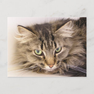 Carte Postale Maine Coon