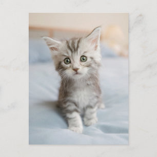 Carte Postale Maine Coon Kitten