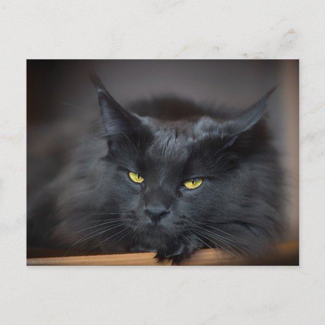 Carte Postale Maine Coon Kitty Cat Cute Fun (Devant)