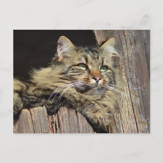 Carte Postale Maine Coon Kitty Cat Cute Fun (Devant)