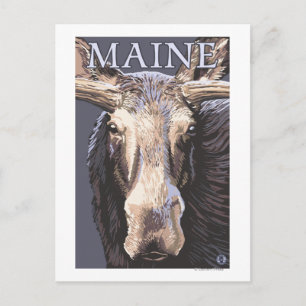 Carte Postale MaineMoose en gros plan