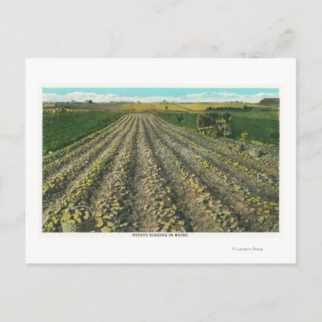 Carte Postale MaineVue d'une ferme de pomme de terre dans le Mai (Devant)