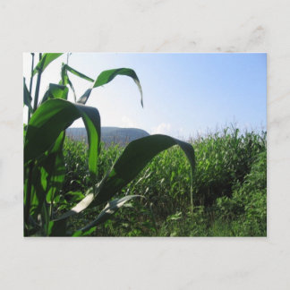 Carte Postale maïs
