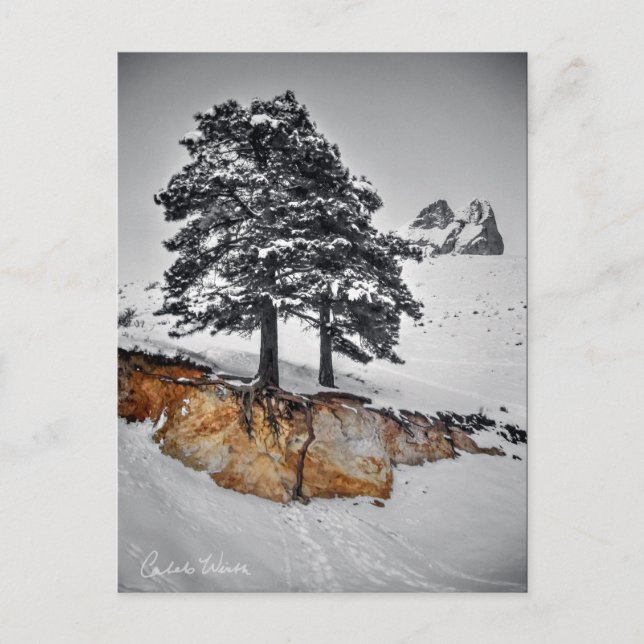 Carte Postale Mais il se développe (Devant)