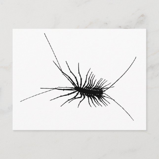 Carte Postale Maison Centipede noir effrayant Bug Insect Gross L (Devant)